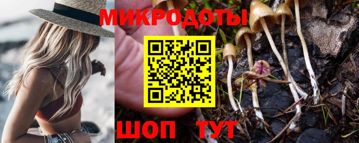 Галлюциногенные грибы Psilocybe Тайшет